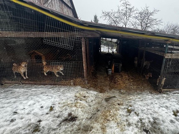 Warunki w jakich znajdowały się zwierzęta na terenie gminy Wieliczka