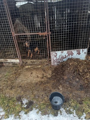 Zwierzęta zastane podczas kontroli na terenie jednej z miejscowości na terenie gminy Wieliczka