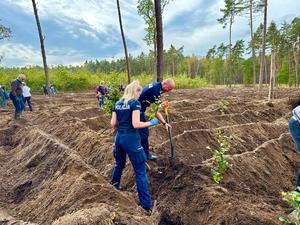 Akcja Łączą nas drzewa w nadleśnictwie Niepołomice