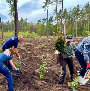 Akcja Łączą nas drzewa w nadleśnictwie Niepołomice