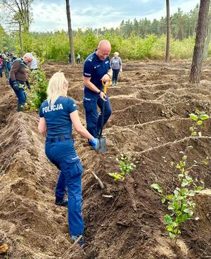 Akcja Łączą nas drzewa w nadleśnictwie Niepołomice